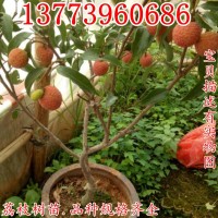 無核荔枝樹苗 四季嫁接苗荔枝苗水果苗 當年結(jié)果南北方種植果樹苗