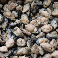 北海特產淡曬生蠔干牡蠣干貨自曬不抽油海蠣干海蠣子500g批發(fā)