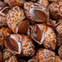 花螺冷凍花螺麻辣小海鮮必備新鮮冷凍花螺80120規(guī)格干凈無泥沙