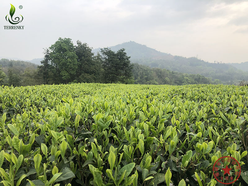 福建省安溪小志茶葉專(zhuān)業(yè)合作社