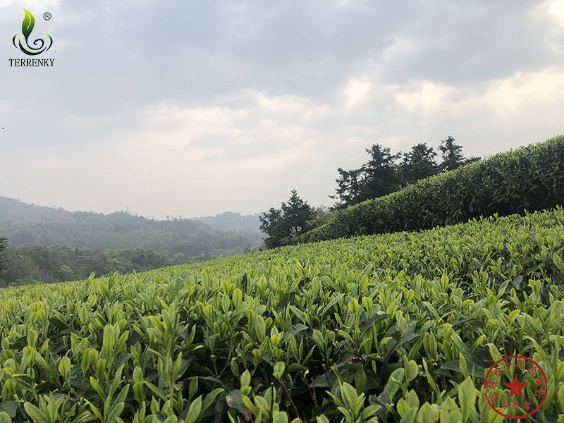 福建省安溪小志茶葉專業(yè)合作社