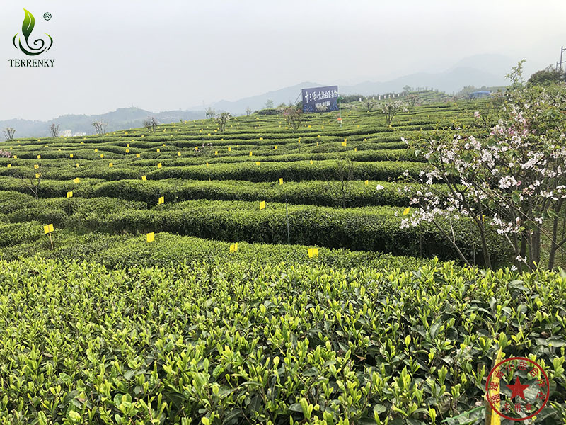 福建省安溪小志茶葉專業(yè)合作社