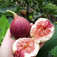 波姬紅無(wú)花果苗 批發(fā)金傲芬無(wú)花果樹(shù)苗 產(chǎn)地直供布蘭瑞克無(wú)花果苗