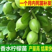 基地批發(fā)檸檬樹苗四季結(jié)果廣東香水檸檬苗臺(tái)灣香水檸檬嫁接果樹苗