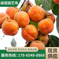果農(nóng)直銷嫁接成品柿子樹(shù) 供應(yīng)大秋甜柿樹(shù) 自營(yíng)次郎甜柿樹(shù) 品種多