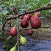 無(wú)花果樹(shù)苗基地批發(fā)苗圃培育易土管活壯庭院盆栽現(xiàn)打折優(yōu)惠挖新