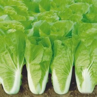 四季速生快菜種子庭院蔬菜陽(yáng)臺(tái)種菜盆栽青菜種植家庭易種小白菜籽