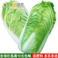 大白菜種子四季播庭院陽(yáng)臺(tái)蔬菜娃娃菜青菜抗熱耐寒秋季易種生長(zhǎng)快