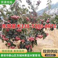 本基地長期批發(fā)大金星山楂苗 貨源充裕大五楞山楂苗