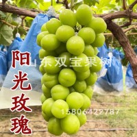 陽(yáng)光玫瑰園林果樹(shù)苗 日本晴王南方北方種植新品種山東葡萄苗基地