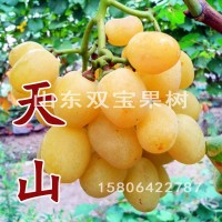 天山 天晴 大粒北方南方種植 山東平度葡萄苗基地批發(fā)供應(yīng)果樹苗