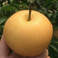 秋月梨樹苗種植基地 1公分秋月梨樹苗多少錢一株 山東秋月梨價(jià)格