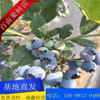 現(xiàn)挖現(xiàn)發(fā)新品種藍(lán)莓苗 基地直發(fā) 南北方果樹(shù)苗 盆栽地栽 藍(lán)梅苗