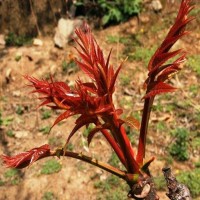 大量現(xiàn)貨批發(fā)香椿苗 香椿苗小苗 矮化香椿苗規(guī)格價(jià)格 紅油香椿苗