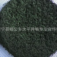七葉嫩葉絞股藍 絞股藍 篩出的碎茶散茶甘味七葉參湖南綏寧