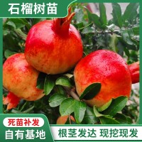 石榴樹(shù)樹(shù)苗突尼斯軟籽庭院果樹(shù)盆栽南方北方種植特大無(wú)籽石榴苗樹(shù)