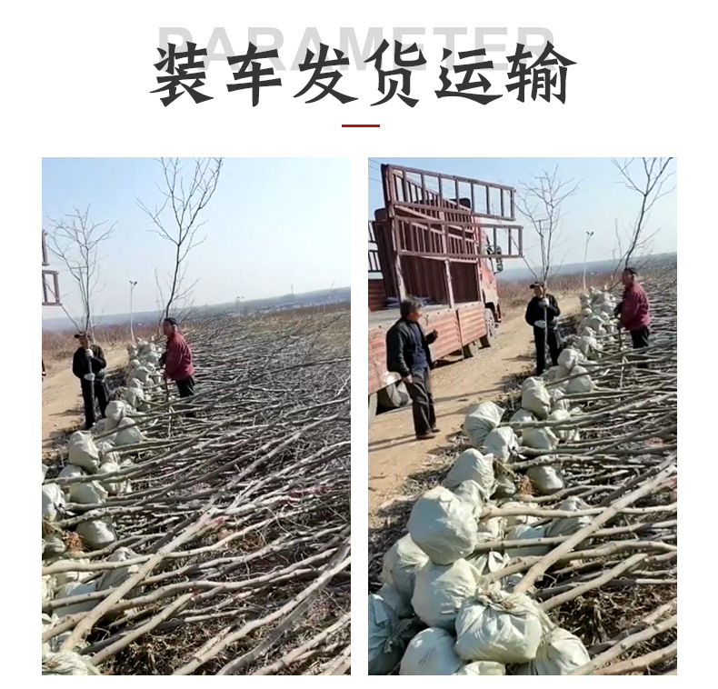 開(kāi)洋苗木精品_05