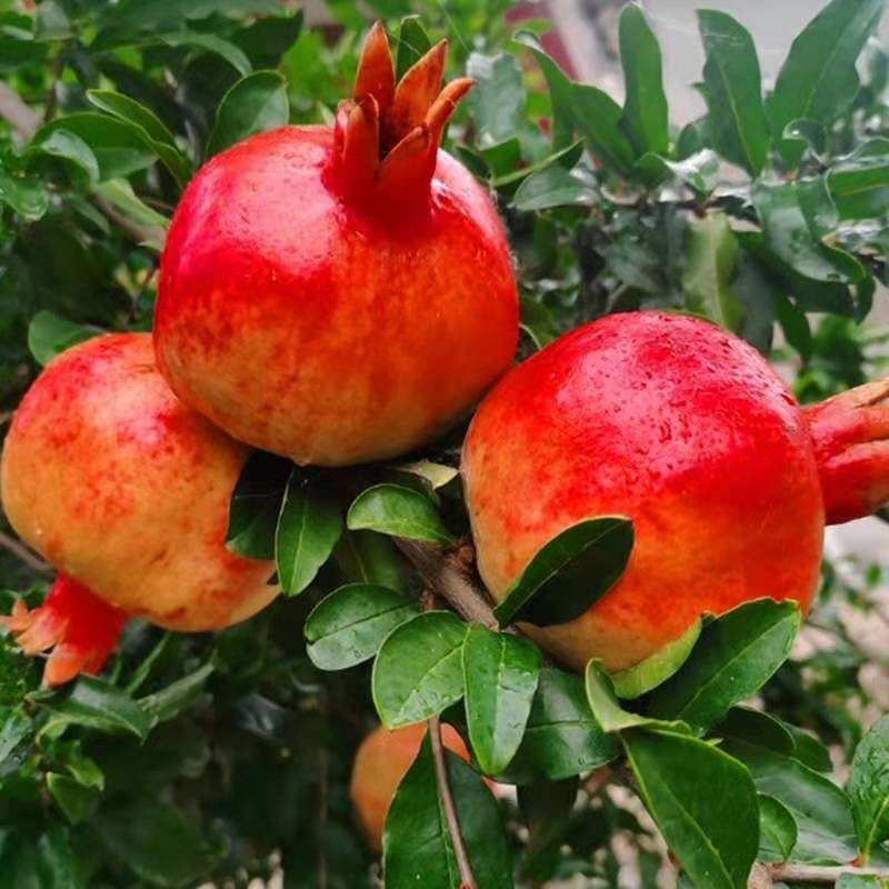 1_0000_微信圖片_20201204192713