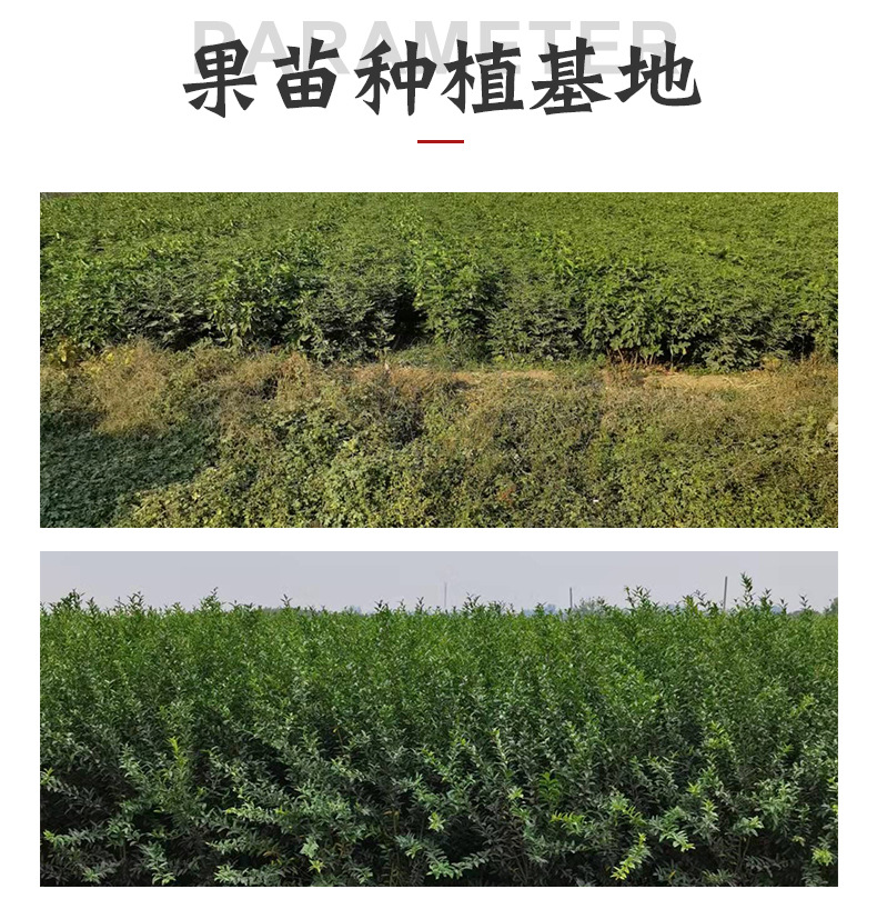 開(kāi)洋苗木精品_02