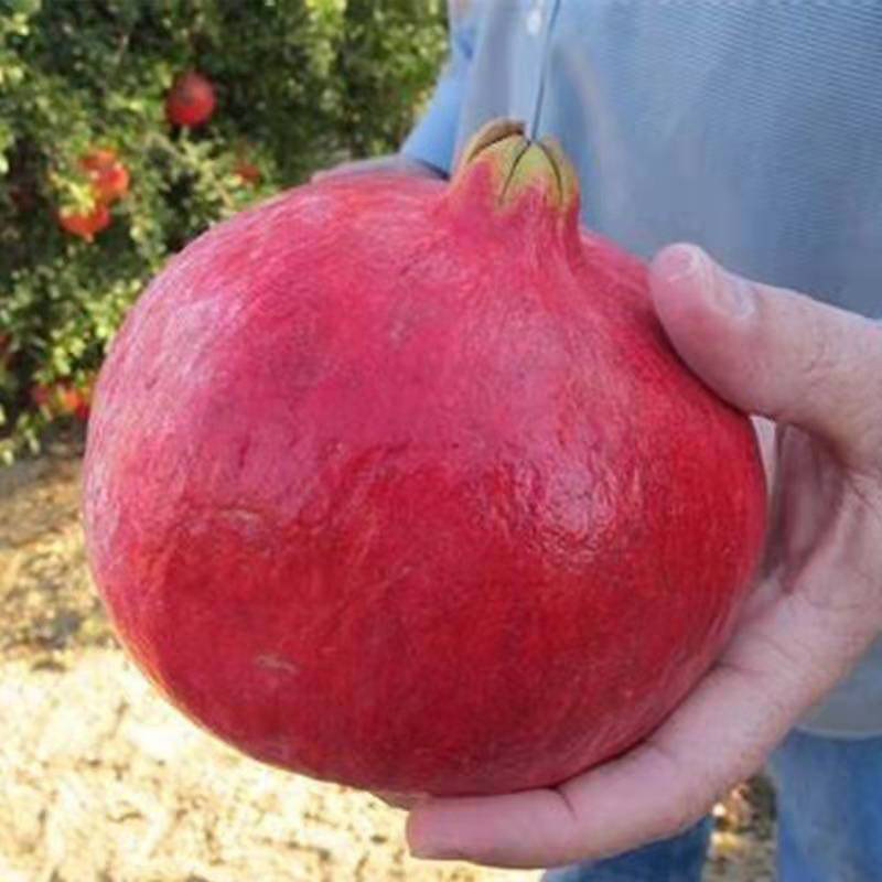 1_0004_微信圖片_20201204192727