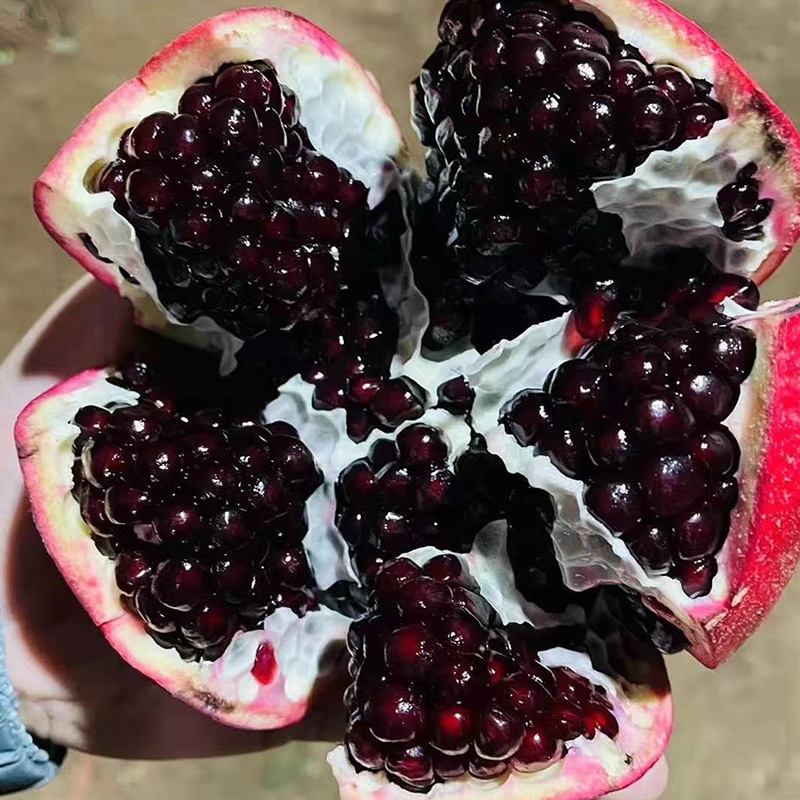 開(kāi)洋苗木精品_03