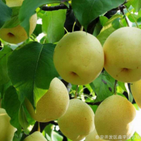 1公分秋月梨樹苗 1公分梨樹苗價(jià)格 1公分秋月梨樹苗價(jià)格梨樹苗