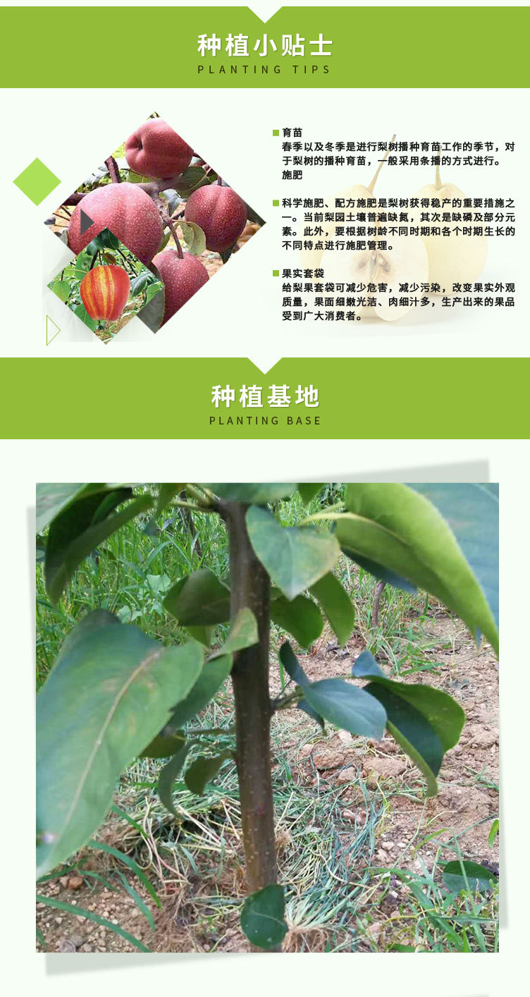 梨樹(shù)苗_06.jpg