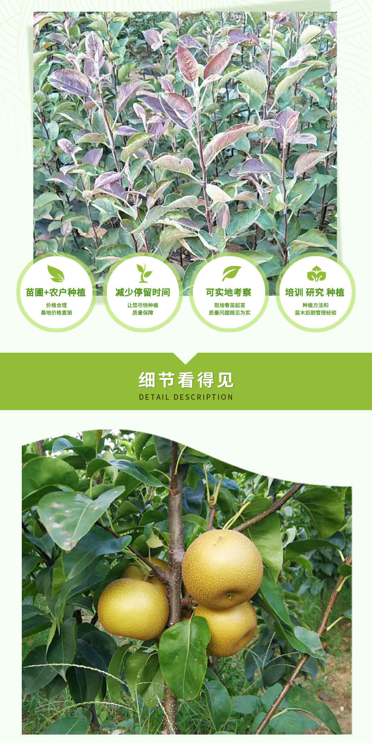 梨樹(shù)苗_02.jpg