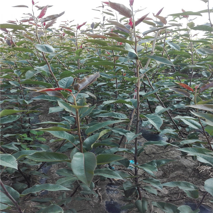 梨樹(shù)苗 (16)