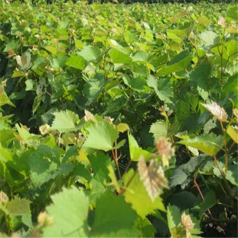 大量批發(fā)植株健壯玫瑰香葡萄苗 長期供應(yīng)易成活甜蜜藍寶石葡萄苗