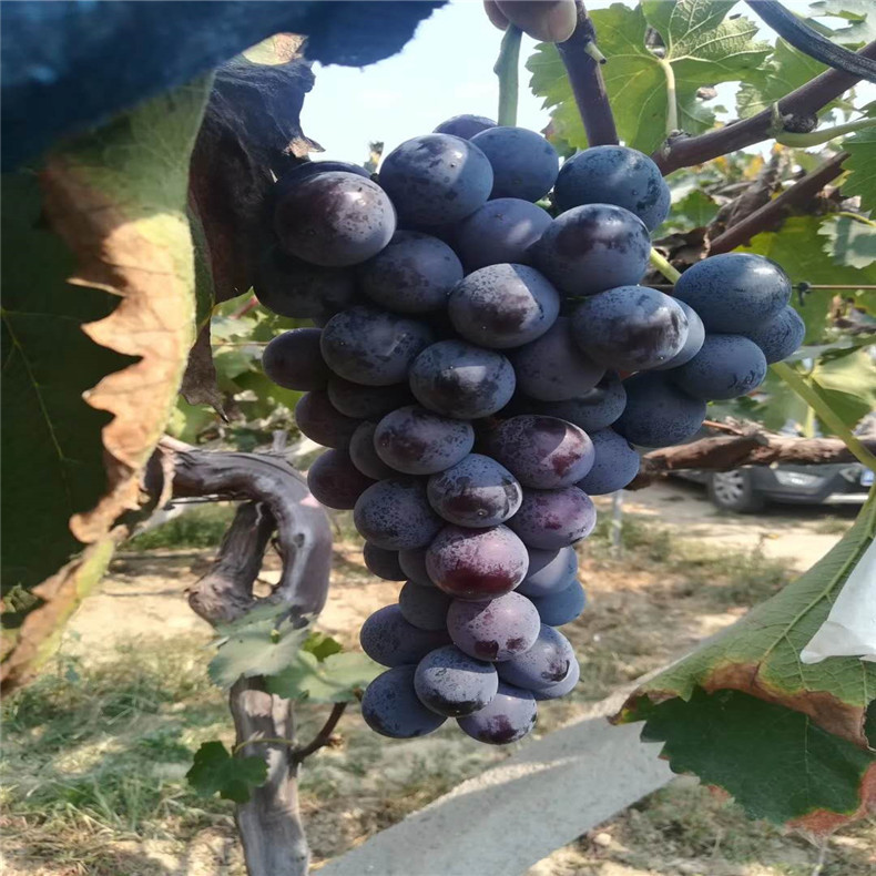大量批發(fā)植株健壯玫瑰香葡萄苗 長期供應(yīng)易成活甜蜜藍寶石葡萄苗
