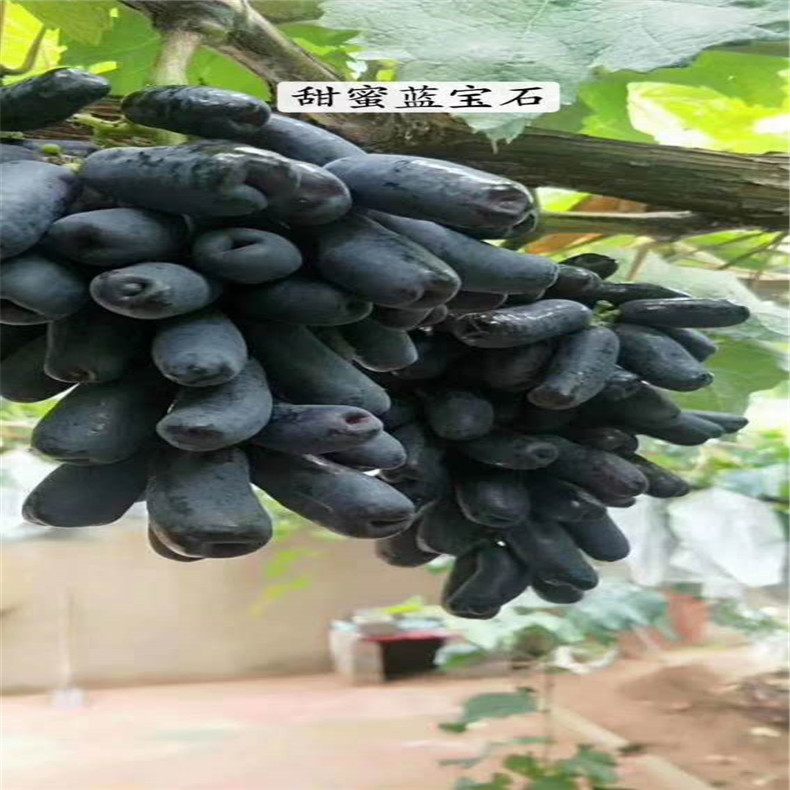 大量批發(fā)植株健壯玫瑰香葡萄苗 長期供應(yīng)易成活甜蜜藍寶石葡萄苗