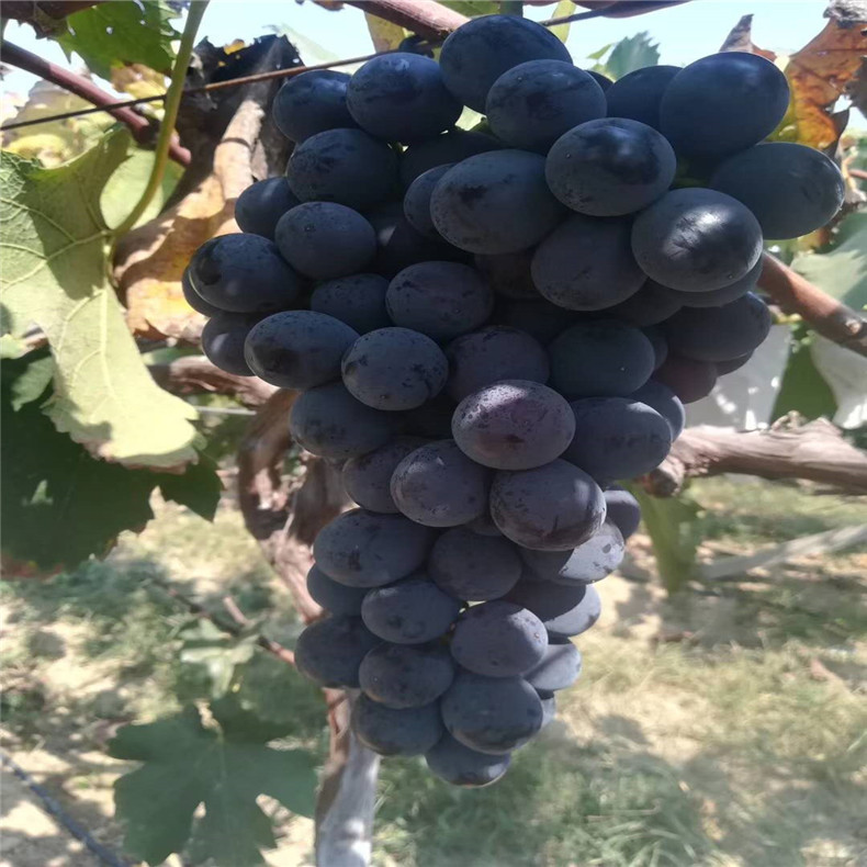 大量批發(fā)植株健壯玫瑰香葡萄苗 長期供應(yīng)易成活甜蜜藍寶石葡萄苗