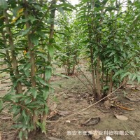 叢生石榴苗 1-15公分石榴苗 基地現(xiàn)挖現(xiàn)賣(mài)樹(shù)形漂亮叢生石榴苗