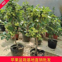 基地批發(fā)蘋(píng)果樹(shù)盆栽嫁接地栽蘋(píng)果苗南北方庭園陽(yáng)臺(tái)庭園種植