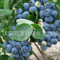 庭院地栽 室內(nèi)盆栽果樹苗 藍(lán)莓苗 藍(lán)莓樹苗帶土球包裝，3年苗