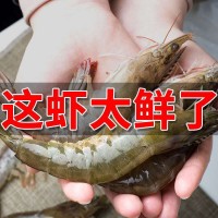 大蝦國(guó)產(chǎn)對(duì)蝦基圍蝦明蝦冰凍青蝦鮮活白蝦海蝦冷鏈運(yùn)輸