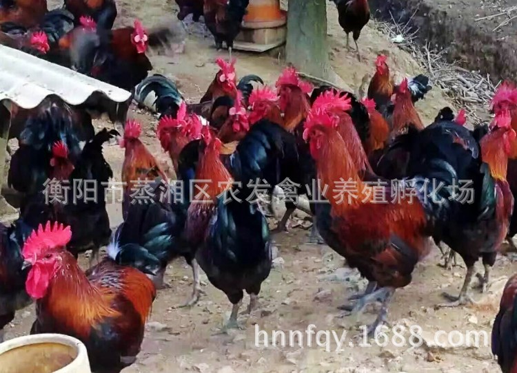 微信圖片_20170410095008_conew2