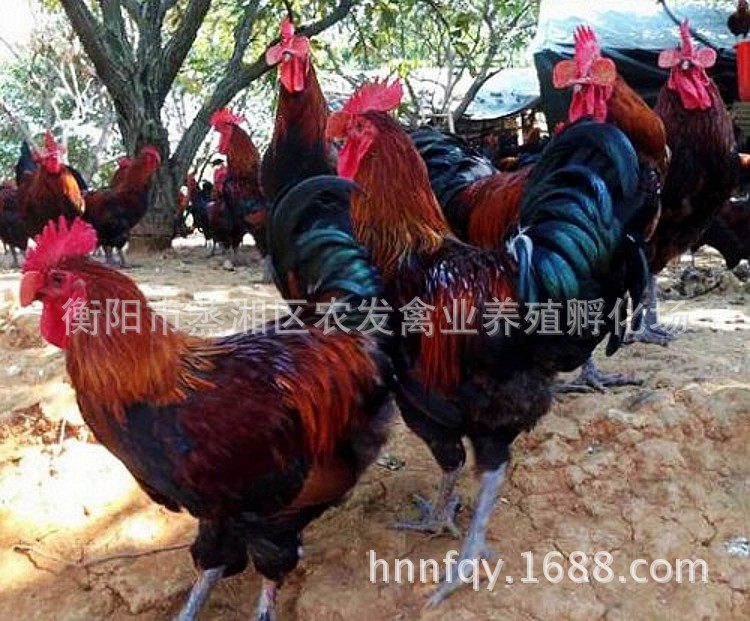 微信圖片_20170425184135_conew1