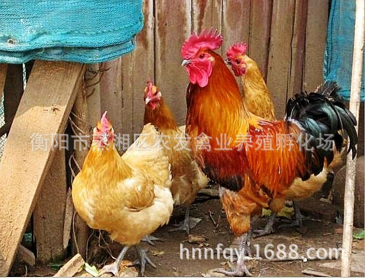 QQ圖片20161209104527_conew3