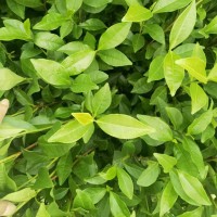 福安茶苗福鼎大毫茶苗 園林樹苗綠化白茶苗場(chǎng)地直發(fā)