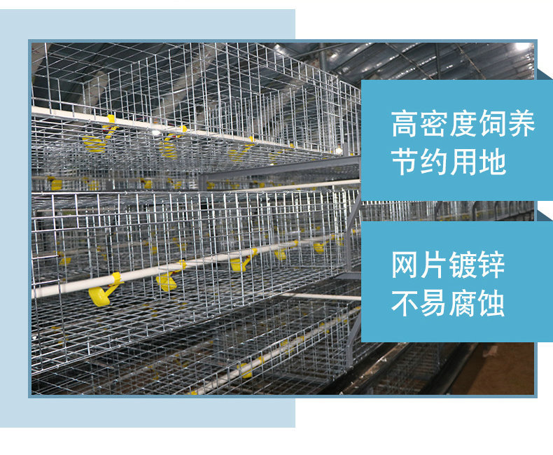 肉雞籠優(yōu)勢高密度