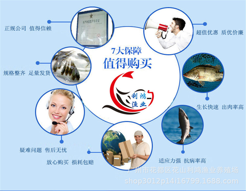 青魚(yú)