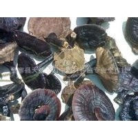 大別山高山原始森林黑靈芝