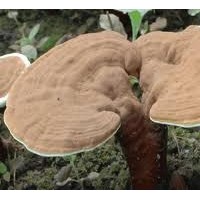 紅靈芝大別山高山靈芝