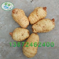 新鮮天麻宜昌現(xiàn)挖鮮天麻 煲湯用天麻非云南鮮天麻防野生林下種植