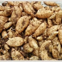 烏紅雜交天麻種子，湖北零代天麻種子，現(xiàn)挖天麻仔、宜昌天麻種子