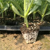 9蔬菜花卉煙草辣椒番茄花菜西瓜甜瓜草莓播種栽培育苗基質營養(yǎng)土