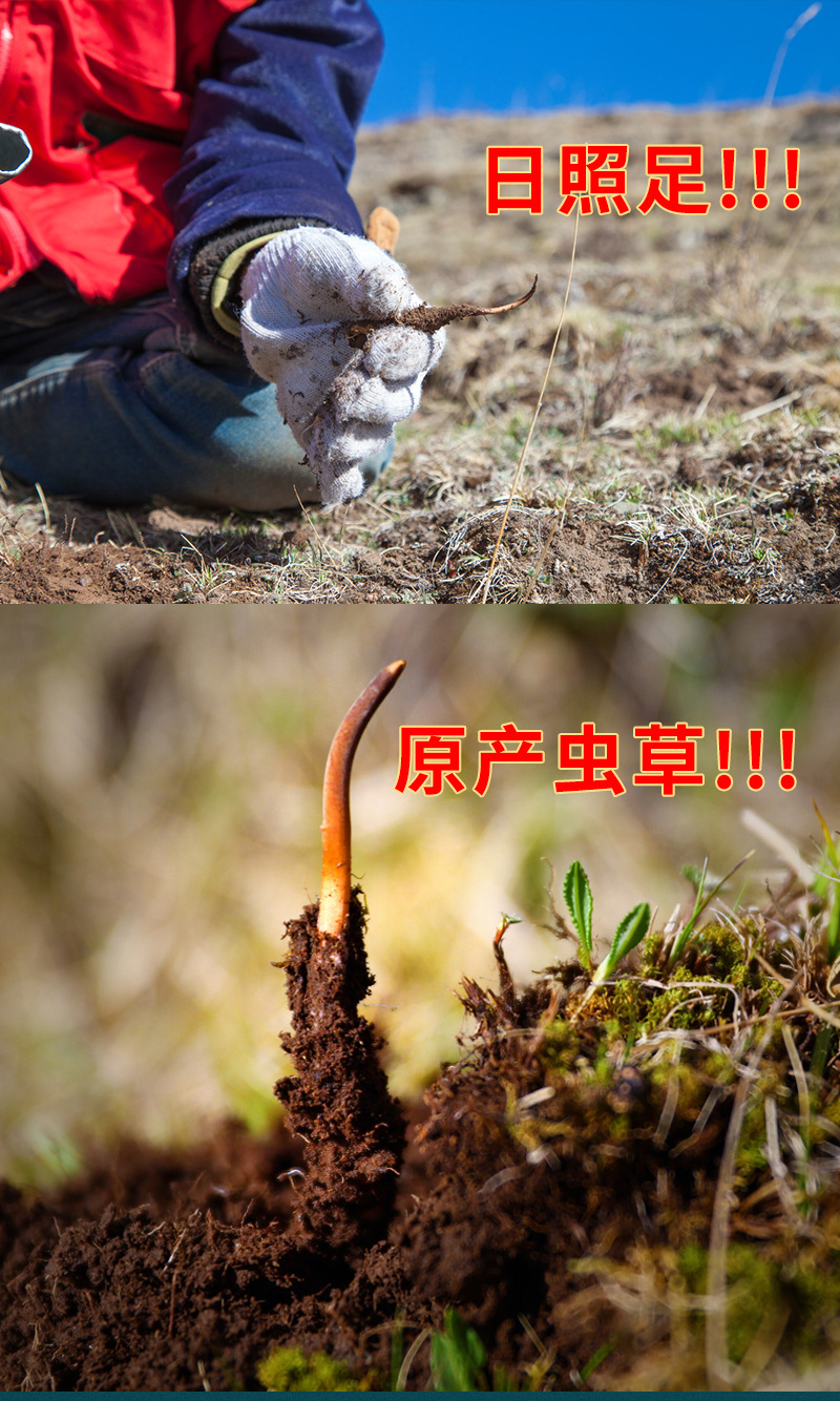 2020_12_01蟲草_10.jpg