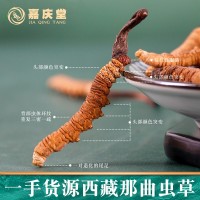 那曲產(chǎn)冬蟲夏草 產(chǎn)地直收實體看貨 蟲草滋補品批發(fā)代發(fā)非青海